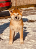 Photos supplémentaires: Chiots Akita Inu japonais