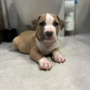 Photo №1. american staffordshire terrier - à vendre en ville de Budapest | 450€ | Annonce №100198