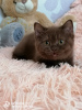 Photo №2 de l'annonce № 21800 de la vente british shorthair - acheter à Fédération de Russie de la fourrière