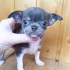 Photo №1. chihuahua - à vendre en ville de Berlin | Gratuit | Annonce №15521