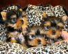 Photo №1. yorkshire terrier - à vendre en ville de Jeddah | négocié | Annonce №20948