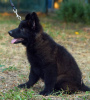 Photos supplémentaires: Chiot. Berger allemand.