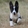 Photos supplémentaires: Welsh Corgi Cardigan chiot FCI