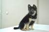 Photo №2 de l'annonce № 96890 de la vente chien bâtard - acheter à Biélorussie annonce privée
