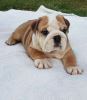 Photo №1. bulldog anglais - à vendre en ville de Вилкавишкис | 284€ | Annonce №40972