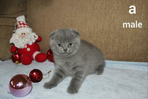 Photo №1. scottish fold - à vendre en ville de Dnipro | Négocié | Annonce № 5819