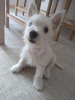 Photo №2 de l'annonce № 67944 de la vente west highland white terrier - acheter à Bulgarie 