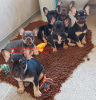 Photo №1. bouledogue - à vendre en ville de Tāwharanui Peninsula | 473€ | Annonce №57012