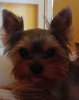 Photo №1. yorkshire terrier - à vendre en ville de Литвинов | 407€ | Annonce №105017