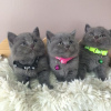 Photo №2 de l'annonce № 118714 de la vente british shorthair - acheter à La finlande 