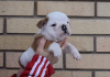 Photo №3. Chiots bouledogue anglais. Serbie