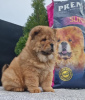 Photo №1. chow-chow - à vendre en ville de Нови Сад | négocié | Annonce №83141