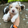 Photo №1. beagle - à vendre en ville de Nuremberg | 473€ | Annonce №119506