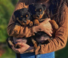 Photo №2 de l'annonce № 42255 de la vente rottweiler - acheter à Allemagne annonce privée