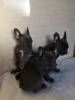 Photo №1. bouledogue - à vendre en ville de Дортмунд | 350€ | Annonce №108111