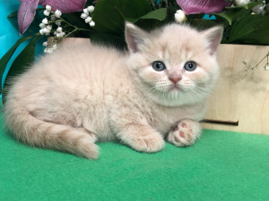 Photo №2 de l'annonce № 6075 de la vente british shorthair - acheter à Fédération de Russie de la fourrière, éleveur