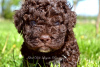 Photo №3. Chiots Lagotto Romagnolo. Serbie