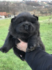 Photos supplémentaires: Chiots mâles Chow Chow à vendre !