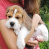 Photo №1. beagle - à vendre en ville de Штутгарт | 331€ | Annonce №127466