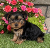 Photo №3. Des chiots Yorkshire Terrier vaccinés sont disponibles dès maintenant pour des. USA