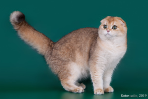 Photo №1. scottish fold - à vendre en ville de Kazan | Négocié | Annonce № 3721