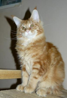 Photo №1. maine coon - à vendre en ville de Moscou | 355€ | Annonce № 1004