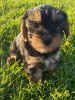 Photo №3. Teacup Yorkshire Terrier Puppy en adoption gratuite. Allemagne