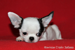 Photos supplémentaires: Fantasy Style Fun Bitch Chihuahua couleur blanc-noir