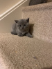 Photo №1. british shorthair - à vendre en ville de Davos | 300€ | Annonce № 109196