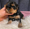 Photos supplémentaires: Incroyables chiots Yorkie Business WhatsApp 37256062792