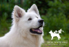 Photos supplémentaires: Berger blanc suisse