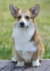 Photos supplémentaires: Chiot corgi gallois de Pembroke