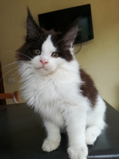 Photo №3. Maine coon fille. Italie