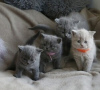 Photo №1. british shorthair - à vendre en ville de Kreivilä | Gratuit | Annonce № 124022