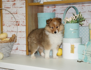Photo №2 de l'annonce № 3949 de la vente shetland (chien) - acheter à Biélorussie annonce privée