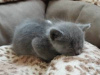 Photo №3. Mignon chaton British shorthair à adopter gratuitement. Allemagne