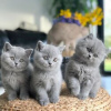 Photo №1. british shorthair - à vendre en ville de Vienna | 500€ | Annonce № 50804