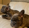 Photo №4. Je vais vendre bouledogue en ville de Kiev. annonce privée - prix - 380€