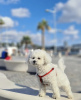 Photo №1. bichon à poil frisé - à vendre en ville de New york | 568€ | Annonce №102948