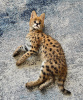 Photos supplémentaires: chatons serval