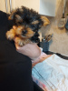 Photo №1. yorkshire terrier - à vendre en ville de Aachen | 265€ | Annonce №119354