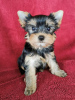 Photo №2 de l'annonce № 77737 de la vente yorkshire terrier - acheter à République Tchèque annonce privée