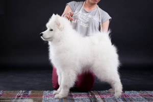 Photo №3. Samoyed. Montrer garçon. Fédération de Russie