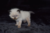 Photo №4. Je vais vendre ragdoll en ville de Дортмунд. annonce privée, éleveur - prix - 350€