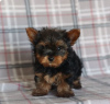 Photo №1. yorkshire terrier - à vendre en ville de Larnaca | 600€ | Annonce №103928