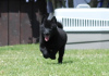 Photos supplémentaires: Schipperke