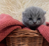 Photo №2 de l'annonce № 104281 de la vente british shorthair - acheter à USA annonce privée