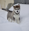 Photo №1. malamute de l'alaska - à vendre en ville de Димитровград | négocié | Annonce №88248