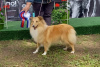 Photos supplémentaires: Chiots Sheltie à vendre