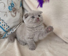 Photo №1. scottish fold - à vendre en ville de Miami | 189€ | Annonce № 83554